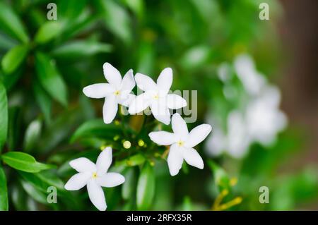 Tabernaemontana pandacaqui Lam, APOCYNACEAE oder Gardenia jasminoides oder Gerdenia Blume oder weiße Blume Stockfoto