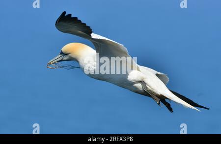 Nördlicher Gannet mit Nestmaterial Stockfoto