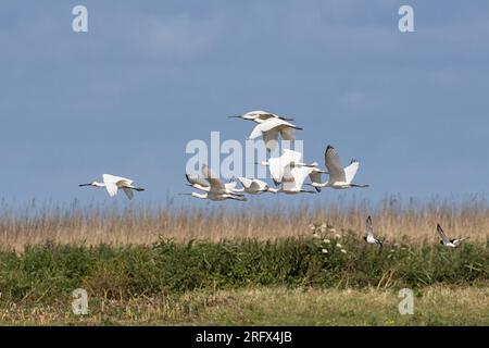 Juvenile Spoonbill im Flug über die Küste von Norfolk Stockfoto