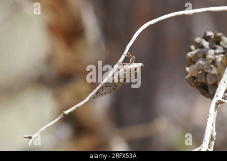 Cicada, im Profil auf einem Zweig Stockfoto