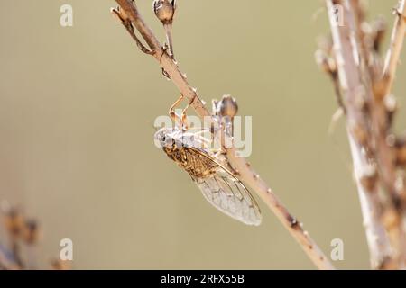 Cicada, im Profil auf einem Zweig Stockfoto