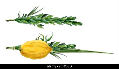 Sukkot traditionelle Pflanzen Aquarell Illustration. Vier Spezies, Etrog, hadass, Lulav, Arava Stockfoto