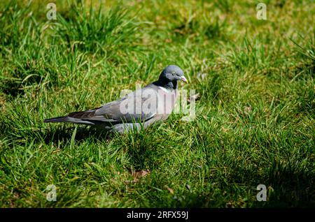 Eine Taube, die still auf dem Gras steht Stockfoto