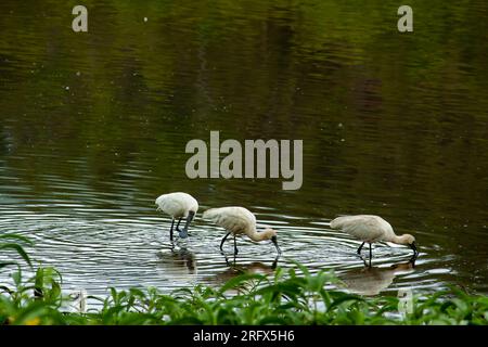 Royal Spoonbill, Platalea regia, Hasties Swamp, wild, Australia. Stock Photo