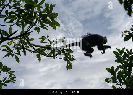 Chongzuo, Chinas autonome Region Guangxi Zhuang. 5. Aug. 2023. Ein