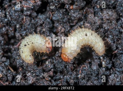 Larven des Schwarzen Rinderkäfers (Otiorhynchus sulcatus), Curculionidae. Sussex, Großbritannien Stockfoto