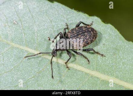 Schwarzkäfer auf Sallow (Otiorhynchus sulcatus), Curculionidae. Sussex, Großbritannien Stockfoto