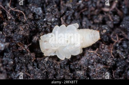 Schwarzer Käfer Pupa (Otiorhynchus sulcatus), Curculionidae. Sussex, Großbritannien Stockfoto