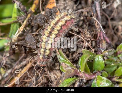 Caterpillar von Cistus Forester Moth (Adscita geryon). Zygaenidae. Sussex, Großbritannien Stockfoto