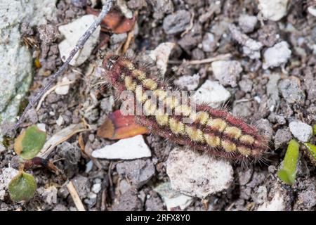 Caterpillar von Cistus Forester Moth (Adscita geryon). Zygaenidae. Sussex, Großbritannien Stockfoto