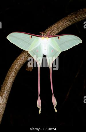 Weibliche chinesische Mondmotte (ACTIAS dubernardi), Saturnidae Stockfoto