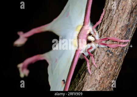 Weibliche chinesische Mondmotte (ACTIAS dubernardi), Saturnidae Stockfoto