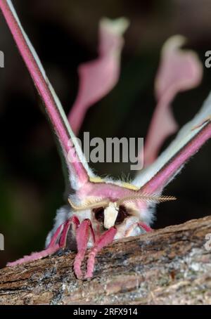 Weibliche chinesische Mondmotte (ACTIAS dubernardi), Saturnidae Stockfoto