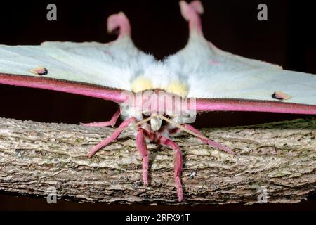 Weibliche chinesische Mondmotte (ACTIAS dubernardi), Saturnidae Stockfoto