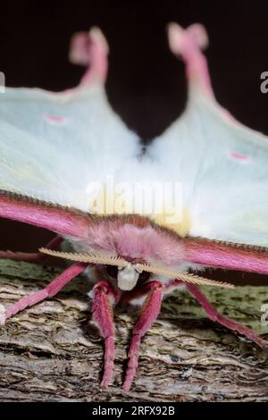 Weibliche chinesische Mondmotte (ACTIAS dubernardi), Saturnidae Stockfoto