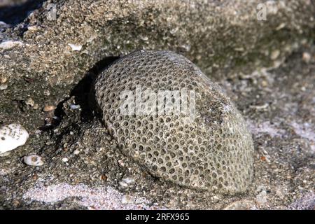 Fossiler Korallenstein, der am Ufer des Sandstrandes des Indischen Ozeans gefunden wurde Stockfoto