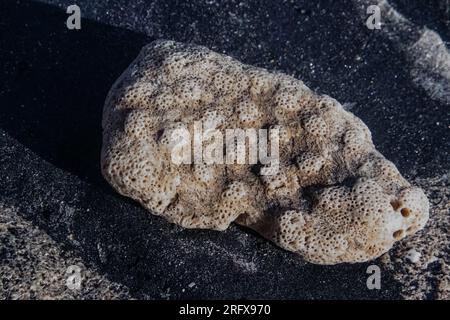 Fossiler Korallenstein, der am Ufer des Sandstrandes des Indischen Ozeans gefunden wurde Stockfoto