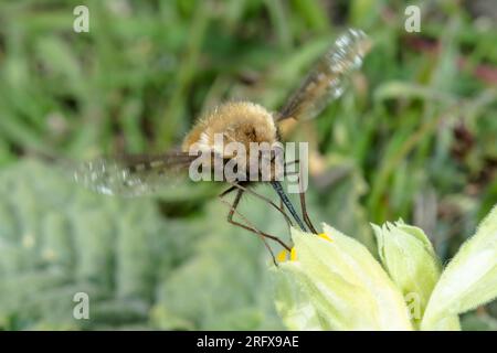 Gepunktete Bienenfliege (Bombylius discolor), Bombyliidae. Sussex, Großbritannien Stockfoto