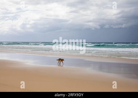 Fraser Island Australian Dingo Wildtier auf 75 Meile Beach Walking auf nassem Sand, Queensland, Australien Stockfoto