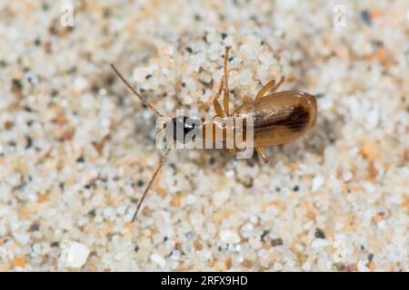 Dünen-Ground-Käfer (Demetrias monostigma). Carabidae. Sussex, Großbritannien Stockfoto