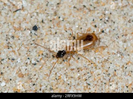 Dünen-Ground-Käfer (Demetrias monostigma). Carabidae. Sussex, Großbritannien Stockfoto