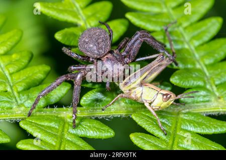 Seltene weibliche Krabbenspinne mit Grashüpfer-Beute (xysticus acerbus), Thomisidae. Sussex, Großbritannien Stockfoto