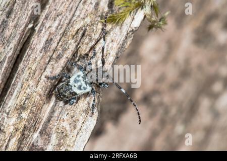 Großdornkäfer (Pogonocherus hispidulus), Cerambycidae. Kent, Großbritannien Stockfoto