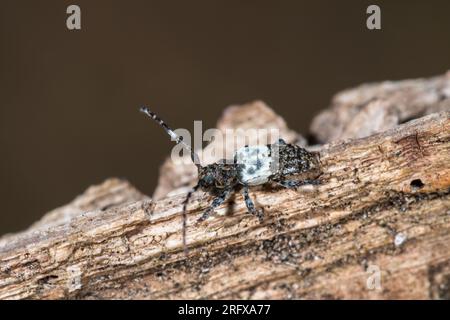 Großdornkäfer (Pogonocherus hispidulus), Cerambycidae. Kent, Großbritannien Stockfoto