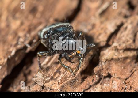 Der haarige Rove-Käfer (Creophilus maxillosus). Staphilinidae. Sussex, Großbritannien Stockfoto