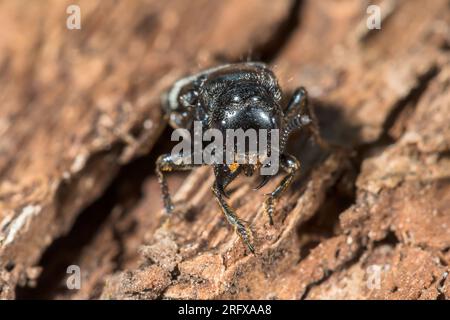 Der haarige Rove-Käfer (Creophilus maxillosus). Staphilinidae. Sussex, Großbritannien Stockfoto