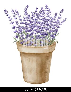 Lavendelblumen in Tontopf. Handgezeichnete Aquarell-Illusion von Blumentopf mit wilder lavandel auf weißem Hintergrund. Blumenzeichnung von Blumenstrauß für Grußkarten oder Hochzeitseinladungen. Stockfoto