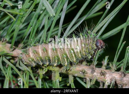 Reife Raupe der chinesischen Mondmotte (ACTIAS dubernardi), Saturnidae Stockfoto