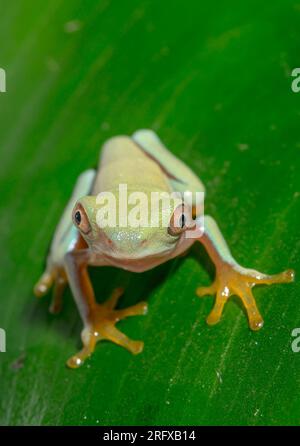 Neu gestaltete Rotaugenfroschkröte (Agalychnis callidryas), Phyllomedusinae, Hylidae, Amphibia Stockfoto