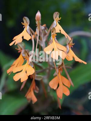 Nahaufnahme der winzigen Orangenblüten von Habenaria rhodocheila Orchideen Stockfoto