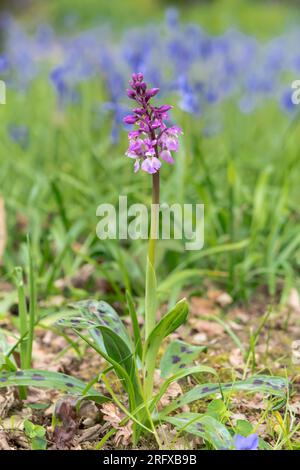 Blassrosa Form der frühen violetten Orchidee (Orchis mascula). Orchidaceae. Sussex, Großbritannien Stockfoto