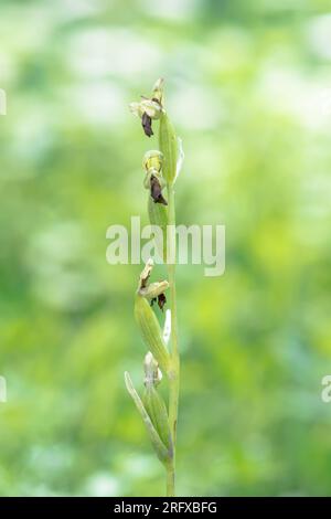 Samenkapseln von Fly Orchid (Ophrys insectifera), Orchidaceae. Sussex, Großbritannien Stockfoto