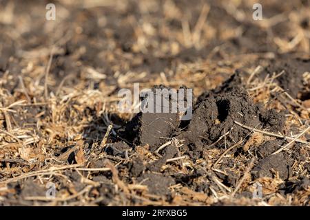 Schmutzklumpen auf dem Feld der Sojabohnenzucht nach der Herbstbodenbearbeitung. Bodenerosion, Verdichtung und Landwirtschaftskonzept. Stockfoto