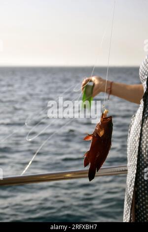 Eine Frau fing einen Fisch im Roten Meer. Angeln, Yachtferien. Angeln im Roten Meer. Nahaufnahme. Speicherplatz kopieren. Selektiver Fokus. Stockfoto