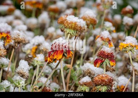 Im Winter blühen schneebedeckte Blüten. Pflanzenpflege-, Blumengarten- und Landschaftsbaukonzept. Stockfoto