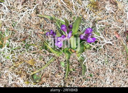 Stunted Flowering Spike of Green Veined or Green Winged Orchid (Anacamptis morio). Orchidaceae. Sussex, Großbritannien Stockfoto