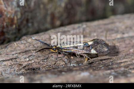 Schwefel Tubic Micro Moth – weibliche Eierhöhle (Esperia sulfurella). Oecophoridae. Sussex, Großbritannien Stockfoto
