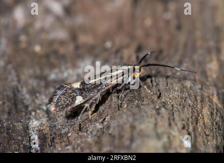 Schwefel Tubic Micro Moth – weibliche Eierhöhle (Esperia sulfurella). Oecophoridae. Sussex, Großbritannien Stockfoto