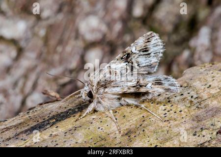 Einmal selten, aber immer größer werdender Bereich - Toadflax Brocade Moth (Calophasia lunula). Noctuidae. Sussex, Großbritannien Stockfoto