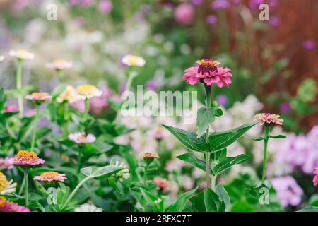 Zinnia Queeny Roter Limette in Korb aus Wickery Stockfoto