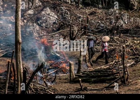 Bogor, Indonesien. 05. Aug. 2023. Am 05. August 2023 nutzen die Bauern die alte Methode des Schrägstrichs und Verbrennens, um ihr landwirtschaftliches Land in Bogor Regency, West Java, Indonesien, zu säubern. Schrägstrich und Verbrennung als Methode zur Landgewinnung durch Abholzen der Waldvegetation und Verbrennung zur Wiederherstellung der Bodenfruchtbarkeit und anschließende Pflanzung von Futterpflanzen, die für mehrere Jahre geplant sind. (Foto: Andi M Ridwan/INA Photo Agency/Sipa USA) Guthaben: SIPA USA/Alamy Live News Stockfoto