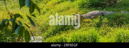Nilkrokodil im madagaskar-Wald auf grünem Gras im Andasibe-Nationalpark Stockfoto