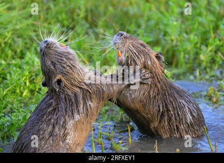 Nutria Young (Myocastor coypus) spielt und kämpft, Houston Area, Texas, USA. Stockfoto