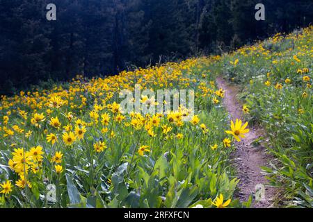 Auf einer Wiese entlang des Skyline Trail blühen Wildblumen von Arrowhead Balsamroot. Bridger-Teton National Forest, Wyoming Stockfoto