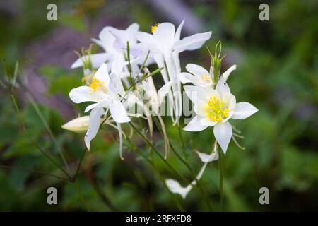 Columbine Wildblumen blühen auf dem Waldboden entlang des Skyline Trail. Bridger-Teton National Forest, Wyoming Stockfoto