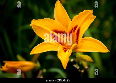 Barshaw RHS BEAN TRIALS Flowers & Pet Memoreial Garden 2023 Stockfoto